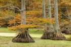 Autumn view of Bald Cypress trees-Reelfoot Lake State Park-Tennessee Art Print